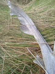 Mustelus mustelus