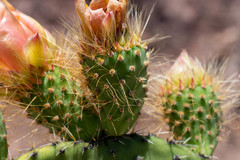 Opuntia durangensis