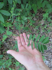 Astragalus canadensis