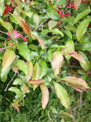 Chaenomeles japonica