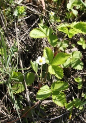 Fragaria vesca