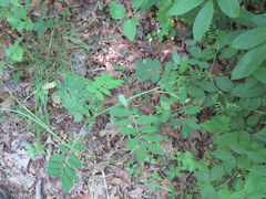 Astragalus canadensis