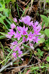 Allium unifolium