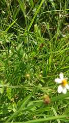 Phyciodes pallescens