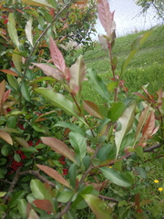 Chaenomeles japonica