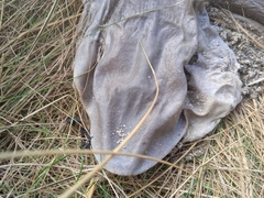 Mustelus mustelus
