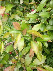 Chaenomeles japonica