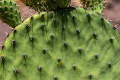 Opuntia durangensis