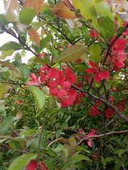 Chaenomeles japonica