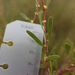 Hard-leaf Wattle - Photo (c) Wayne Martin, some rights reserved (CC BY-NC), uploaded by Wayne Martin