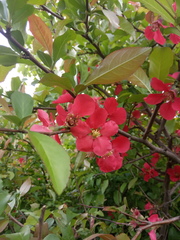 Chaenomeles japonica