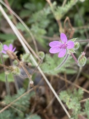 Erodium