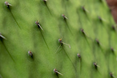 Opuntia durangensis