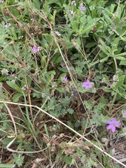 Erodium