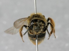 Andrena hippotes