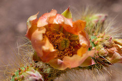 Opuntia durangensis