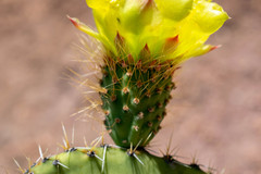 Opuntia durangensis