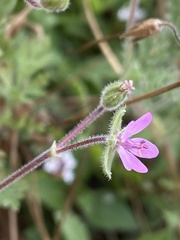 Erodium