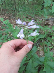 Penstemon calycosus