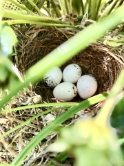 Vireo bellii