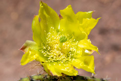 Opuntia durangensis