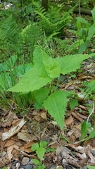 Ageratina ligustrina