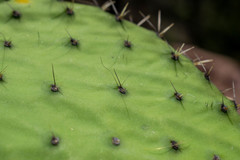 Opuntia durangensis