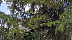 Columba palumbus