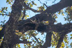 Oncidium brachyandrum