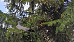 Columba palumbus