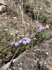 Phlox sibirica