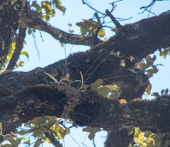 Oncidium brachyandrum