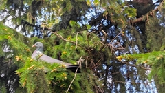 Columba palumbus