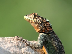Tropidurus spinulosus
