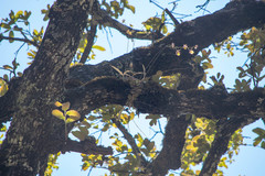 Oncidium brachyandrum