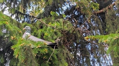Columba palumbus