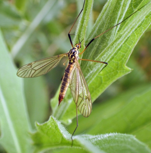 Spotted Cranefly