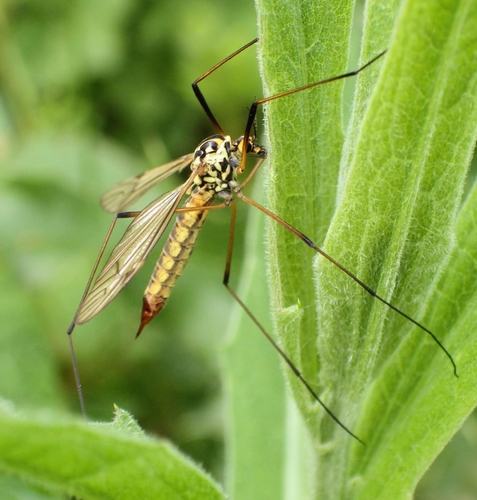 Spotted Cranefly