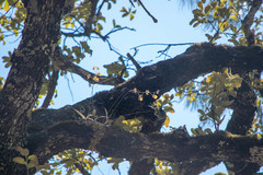 Oncidium brachyandrum