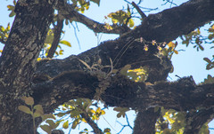 Oncidium brachyandrum