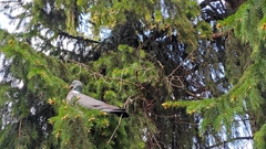 Columba palumbus