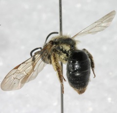 Andrena forbesii