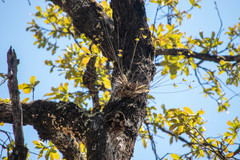 Oncidium brachyandrum