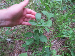 Rhynchosia tomentosa