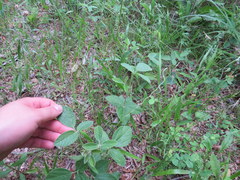 Rhynchosia tomentosa