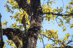 Oncidium brachyandrum