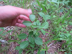 Rhynchosia tomentosa