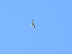 Larus canus