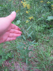 Eupatorium torreyanum