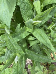 Eupatorium perfoliatum